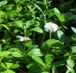 Phyla nodiflora - Teppichverbene