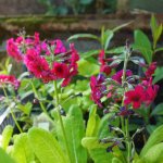 Primula pulverulenta - Mehlstaub-Primel