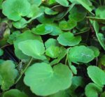 Saxifraga stolonifera - Kriech-Steinbrech