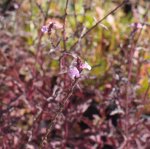Verbena officinalis 'Bampton' - Eisenkraut