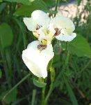 Iris pseudacorus 'Sushi' - Sumpf-Schwertlilie