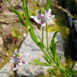 Justicia americana - Amerikanische Wasserweide