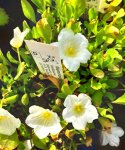 Nierembergia repens - Weißbecher