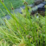 Schoenoplectus mucronatus - Spitz-Teichbinse